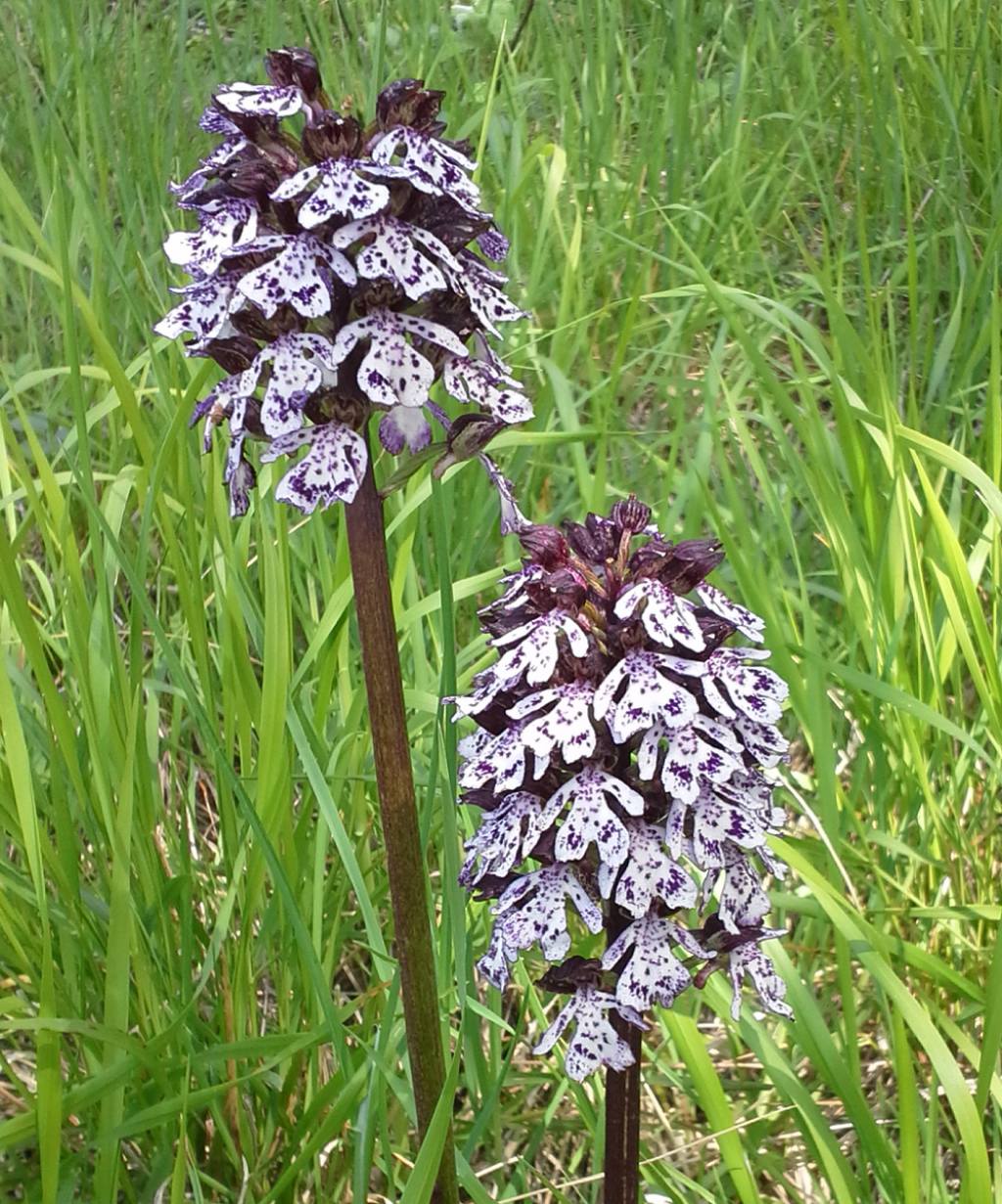 Orchis purpurea (SA)